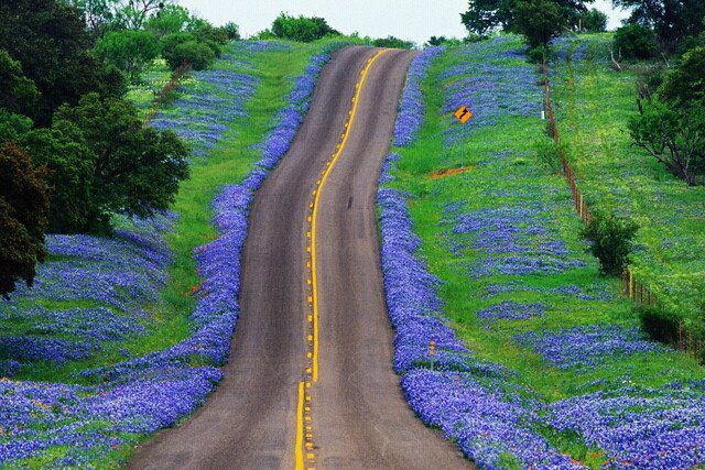 bluebonnets